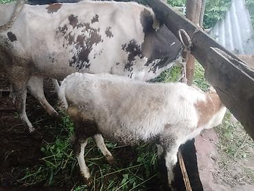 balaca ev itleri: İnəklər satılır. 1ci qarın balalardı. Balalar təzə olub, 1i 3 ay — 8