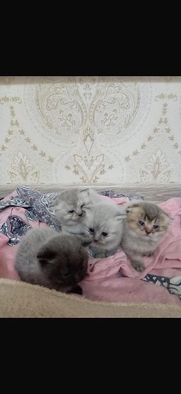 Британская — 3