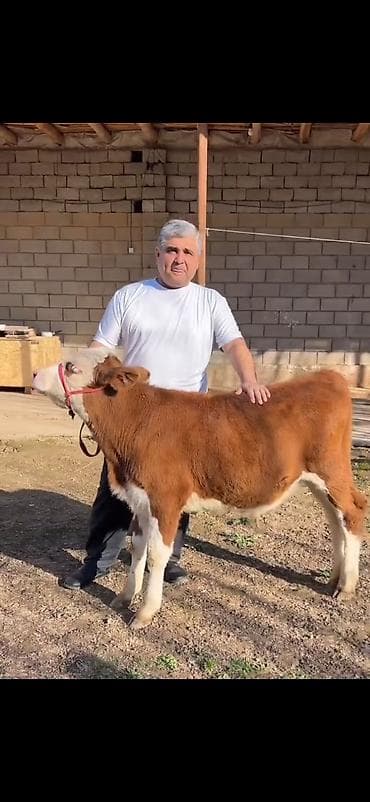 Satılır: simmental tipli dana - Cins: ətli istiqamət – simmental — 9