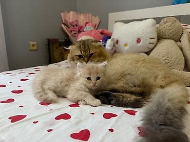 ev pişikleri: Britan, Erkək — 2