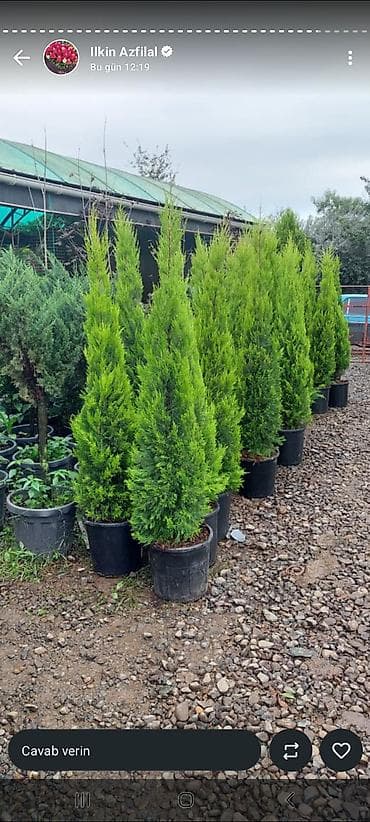 banan agaci: Məhsul: Bağ üçün dekorativ bitkilər və ağaclar Təsvir: - Everqreen — 3