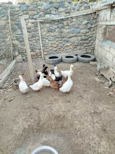 bala ordək: 12edee səsli ordey 15 m biri — 6