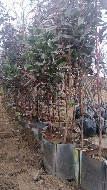 Gübrələr: Torf gubresinn satisi ve dekarativ agaclarin satsi qazon torf torpaq — 9