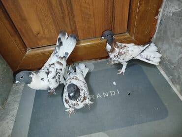 goyercin yuvasi: Satılır: 3 ədəd dekorativ göyərçin dəsti Xüsusiyyətlər: - Rəng — 5