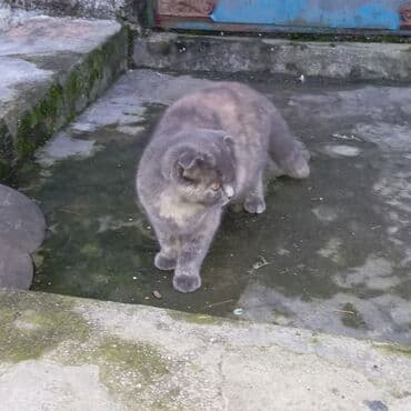 bengal pişiyi: Şotland yastı qulaq — 4