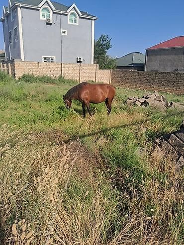 labrador satisi: Erkək, Qarabag, il: 4, Ünvandan götürmə — 5