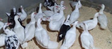 tovuz quşu satışı: Təcili satılır.Real alıcılar əlaqə saxlaya bilər — 5