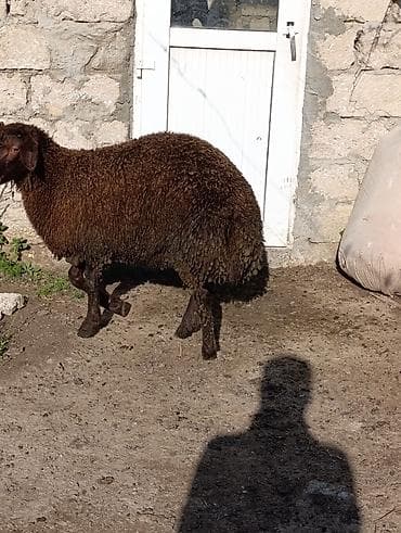 qoyun şekilleri: Temiz qala qoclari biri 53 kq digeri 43 kq iksi birge sonu 1000 — 3