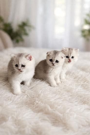 sort pişik: Britan — 3