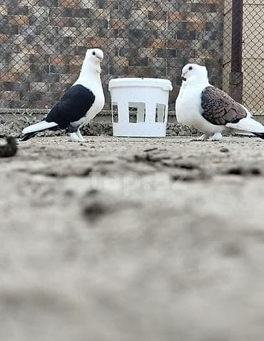 goyercin satisi: 7 ədəd jünkari hazir cütdülər tam sağlam və 3 balasi ilə birlikdə — 1