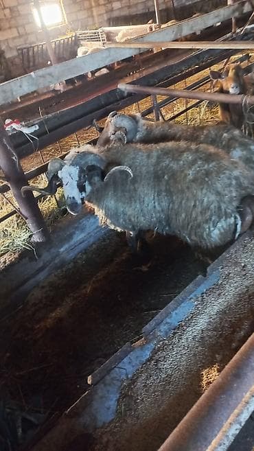 qoyunlar satilir: Təcili satılır qiyməti razılaşmağ olar — 4