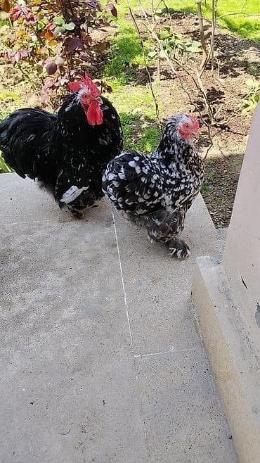 Куры: Курица, Для разведения — 4