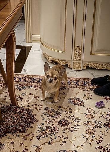 Chixuaxua erkek Dıwı chixuaxua lazımdı