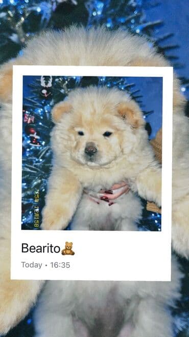 кане корсо щенки: Чау-чау, 1 месяц, Самка — 3