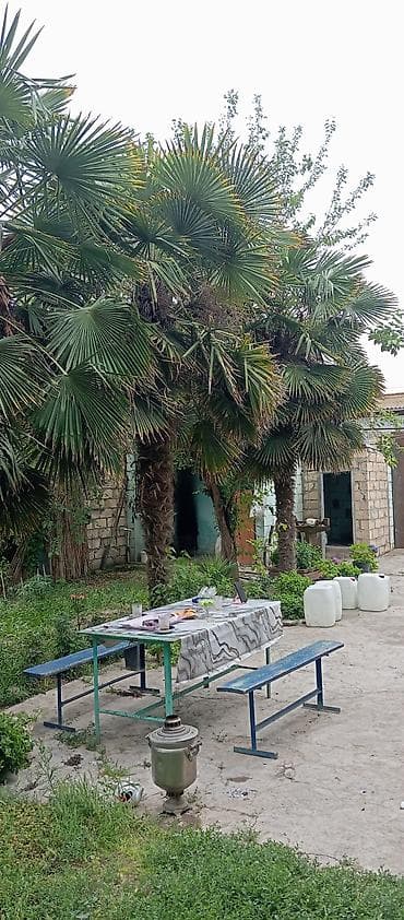 ag neft harda satilir: Təklif: Bağ üçün dekorativ xurma (Trachycarpus fortunei – külək — 4
