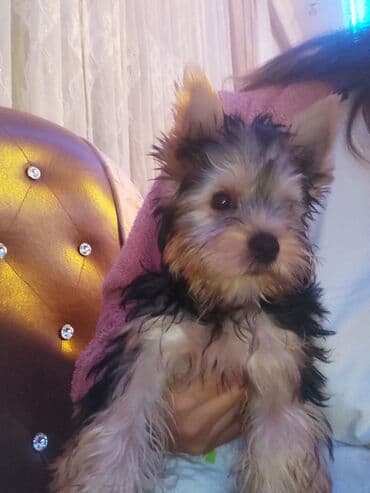 Yorkşir teryer, 3 ay, Erkek, Peyvəndli