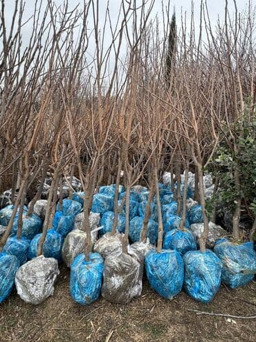 пластмассовый бак для воды купить: Her növ ağaclar ve dekarativ ağaclar çox ucuz ve qarantili gubresiz — 41