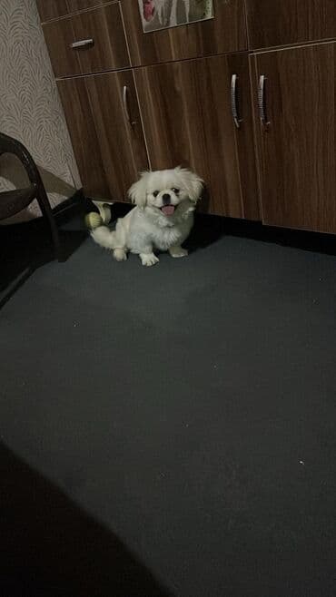 it xaltalari satisi: Pekines — 2