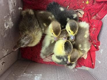 İtlər: Dişi, | Lal ördək, Ətlik, Ünvandan götürmə — 1