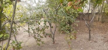 xırdalan kiraye evler: 13 sot, Tikinti, Mülkiyyətçi, Bələdiyyə — 11