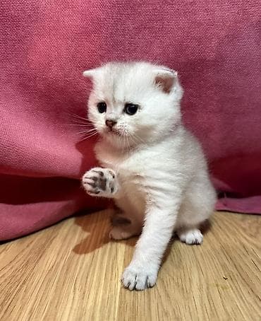 van pişik: Britan — 4