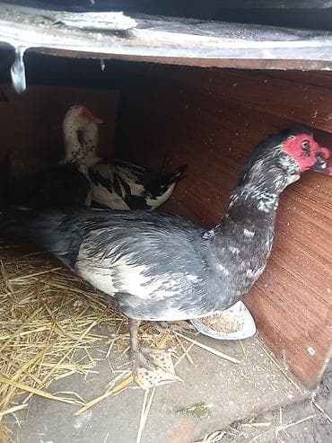 macar ördek: Dişi, | Lal ördək, Damazlıq — 2