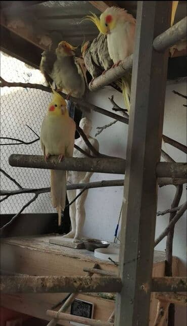 donuz əti satışı: 9 ədəd korella bir ailədən çoxalıb. Hazırda 4 cüt dur yumurtlayır — 8