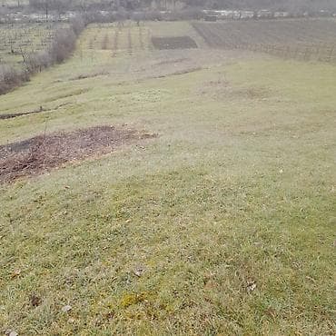 ucuz torpaqlarin satisi: Kənd təsərrüfatı — 1