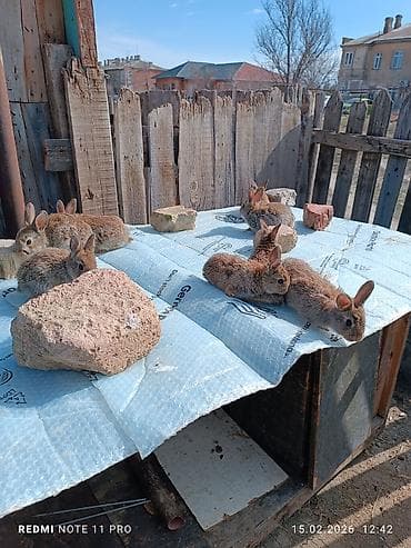 8 dənə (4 dənə 1 ay 13 günlük 4 dənə 1 ay 7 günlük)dovşan balaları