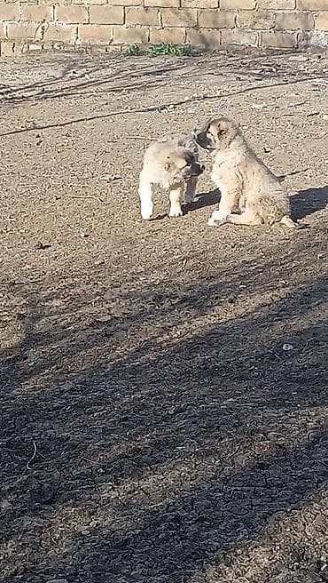 sabuncu it bazari: Kanqal — 9