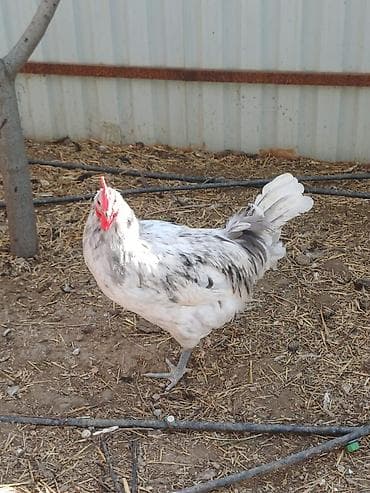 Сельхоз птицы: Məhsul: Xoruzlar ve mayali yumurtalar satisda Təsvir: - — 4