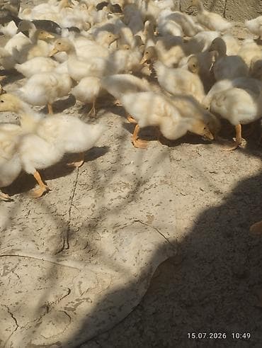 simmental cinsi: Ağ rəngli ördək balaları - Növ: yerli ağ ördək balaları (pekin tipinə — 3