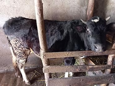 cins iney: Dişi, il: 2, Ətlik — 2