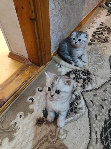 it satisi balaca: Şotland — 3