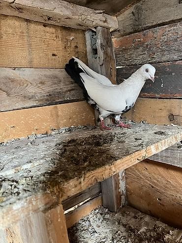 doberman balasi satilir: Çayka çil maya tutulma oynaqdi heyvan.Qiymete göre heçkim yazmasin — 3