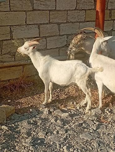 seana kecileri: Saf kan SANEN keçileri bir teke yaş yarımlık bir çepiç 6 aylık iki — 6