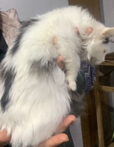 Pişiklər: Yaxşı əllərə — 7