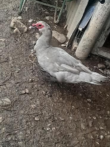 keçi satışı: Gordunuz Temiz lavanda xoruzlar satlir unvan şamaxidi gonderis var — 3