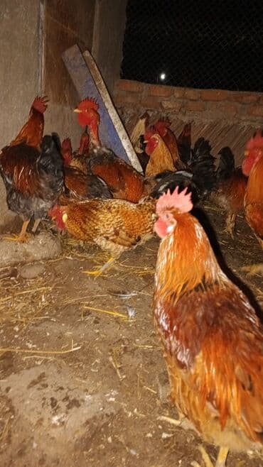 cuce ve xoruz: Məhsul: Yerli xoruz sürüsü Təsvir: - Şəkillərdə müxtəlif rəng və — 9