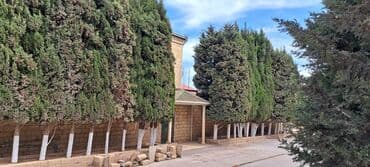 Lincoln: Sərv ağacları satılır . Həmişəyaşıldır . Mərdəkanda evimin — 1