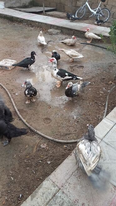 Muşkovi ördəklər (indoutka) – müxtəlif rənglərdə Məhsul təsviri: - lalafo.az -da — 6 Muşkovi ördəklər (indoutka) – müxtəlif rənglərdə Məhsul təsviri: - — 6