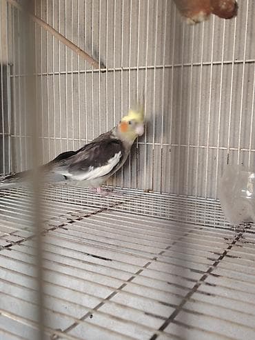 quş dami: Sultan tutuquşusu (cockatiel) təqdim olunur. Quşun baş hissəsində sarı — 1