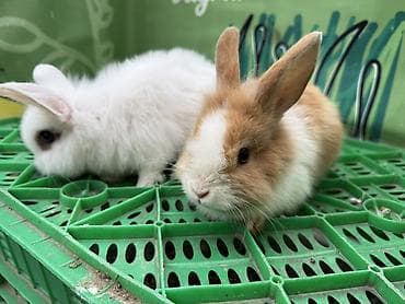 dovsan balasi: Minidovşan balaları – müxtəlif rəng və növlər - Sevimli dekorativ — 2