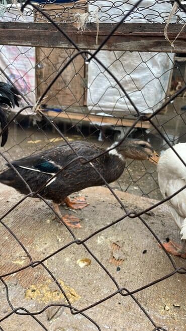 Pişiklər: Məhsul: Ördəklər Təsvir: - Şəkillərdə ağ tüklü və tünd-qəhvəyi — 2