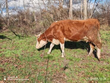 xarkov toyuqlari vikipediya: Dişi, il: 3, 600 kq, Südlük, Ödənişli çatdırılma — 7