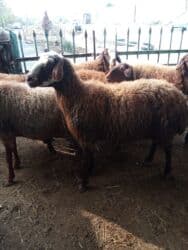 Коровы, быки: Elan başlığı: 7 boğaz qoyun satılır Təsvir: - 7 ədəd boğaz (hamilə) — 16