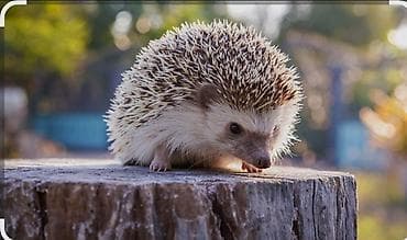 gemiriciler: Salam Kirpilermiz Artiq satisda. buyurub eleqe saxlia bilersiz — 2