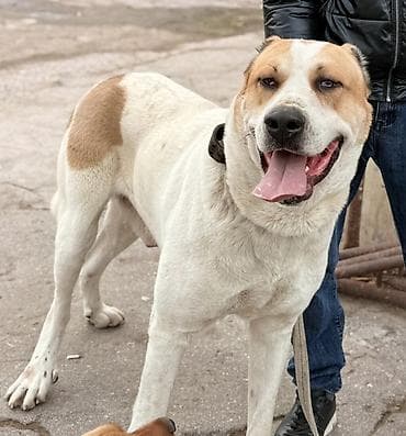 heyvan satışı: Alabay, Erkek — 3