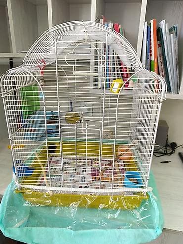 Gəmiricilər: Quş üçün qəfəs böyükdür normal vəziyyətdə — 5