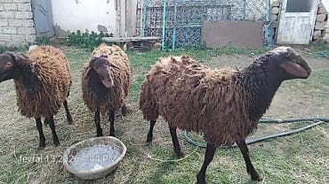 qoyun quyrugu: Qarabaş tipli 3 baş qoyun - Cins: qarabaş/yerli qoyun - Rəng: tünd — 2